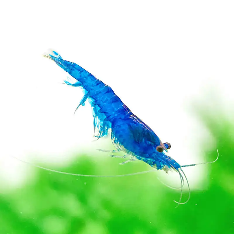 Aquarum Garnele Blue Dream Neocaridina schwimmend, im Hintergrund grünes Aquarium Moos