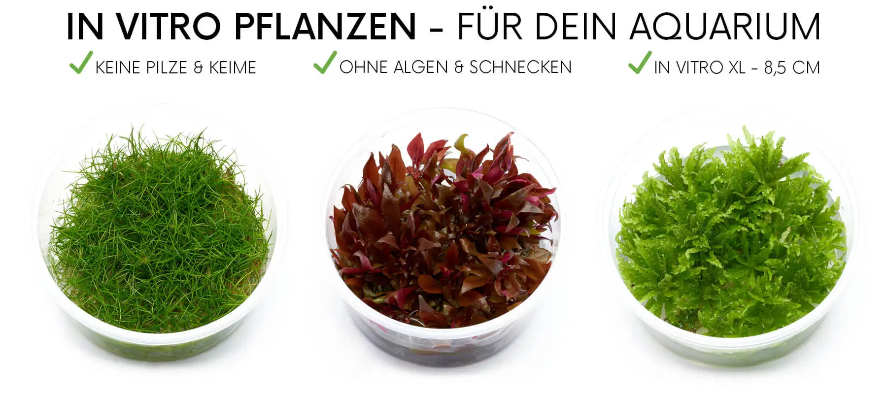 In vitro Aquarienpflanzen auf einem Banner, das Banner zeigt in vitro Dosen und die Vorteile von in vitro pflanzen