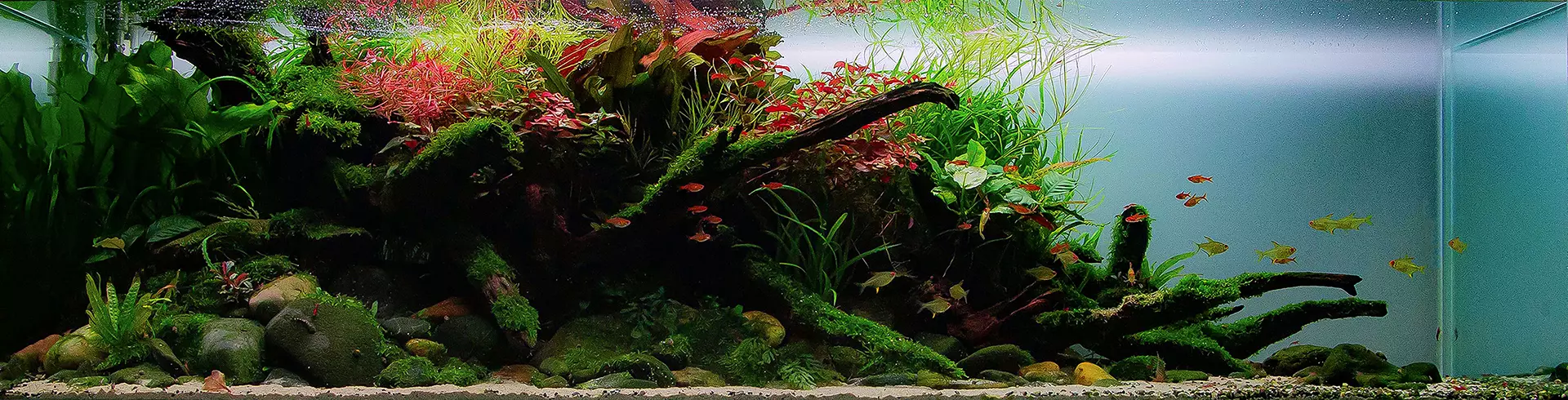 Naturaquarium mit Flusswurzeln und grasähnlichen Wasserpflanzen einrichten