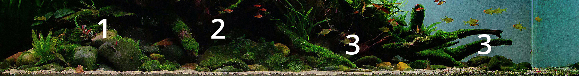 Bepflanzung Vordergrund Naturaquarium Moose und Aufsitzerpflanzen
