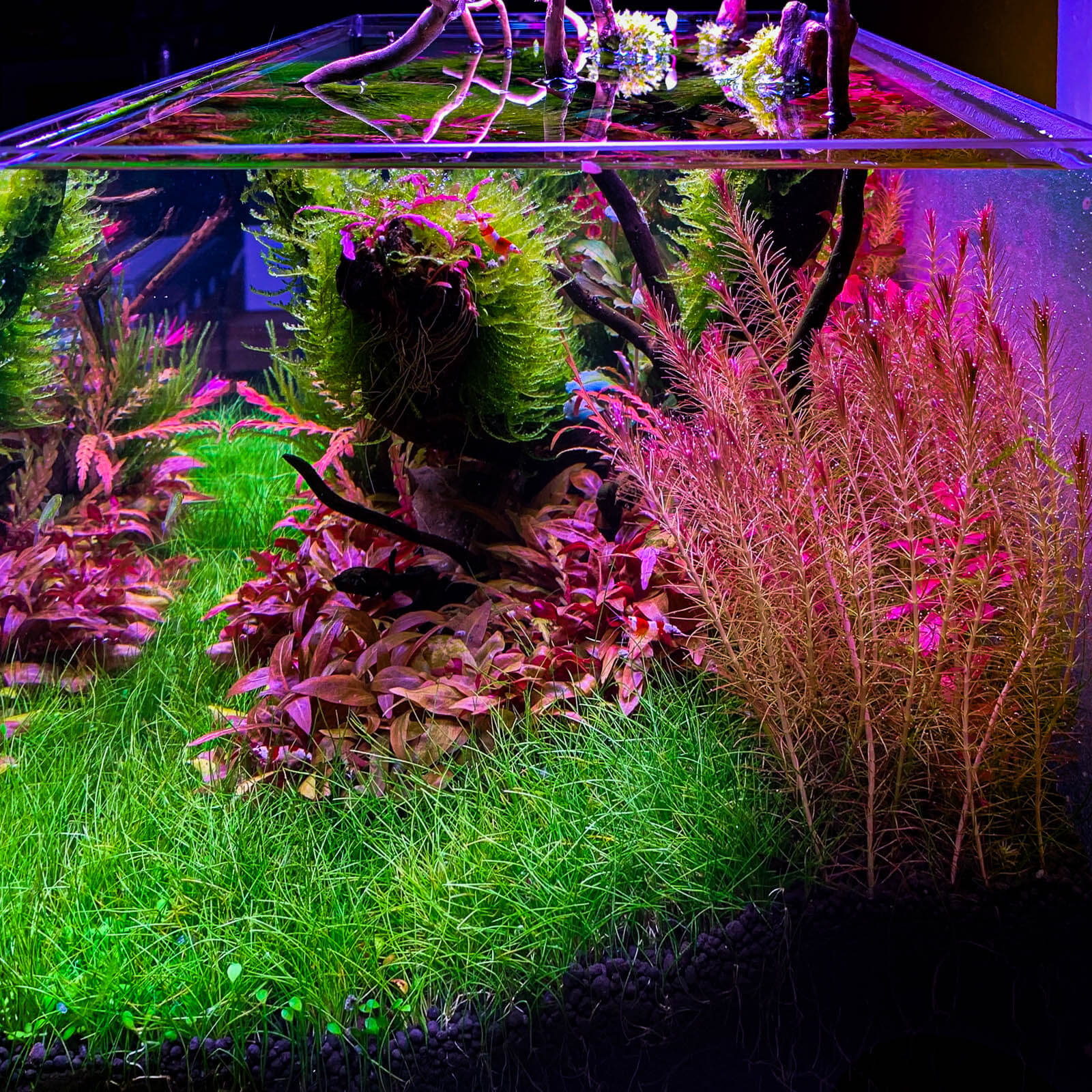 Rote Stängelpflanzen Rotala walichi Ludwigia palustris im Aquarium