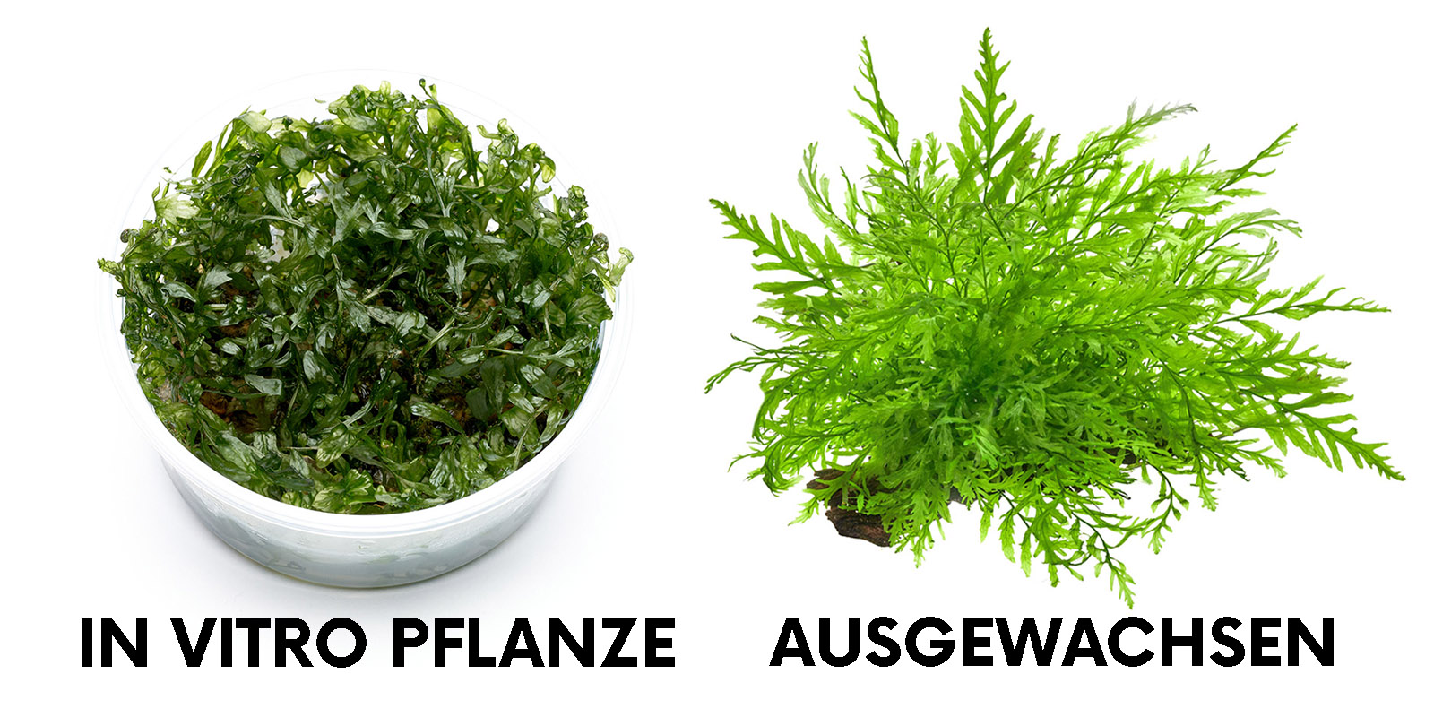 Bolbitis heudelotii Vergleich in vitro Pflanze und ausgewachsene Aquarienpflanze