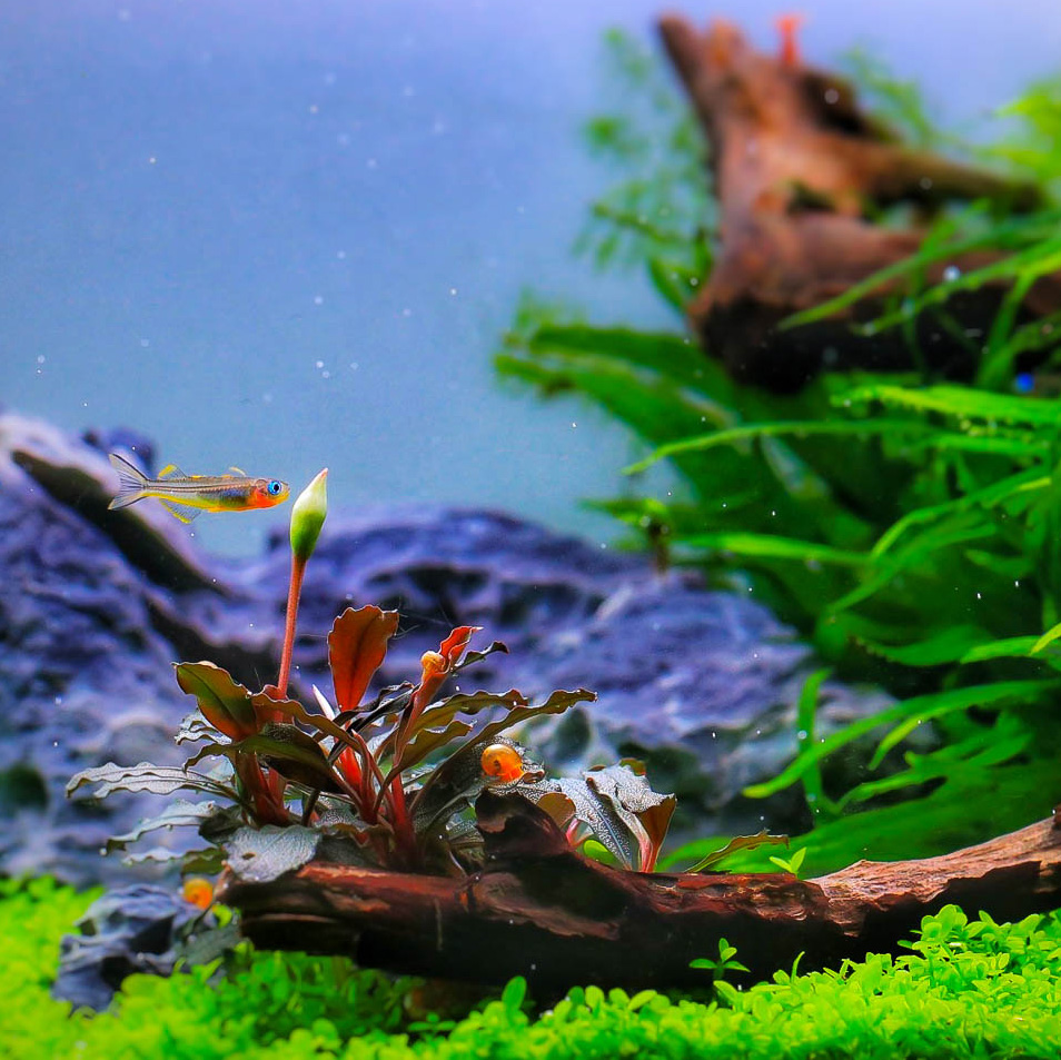 Bucephalandra Kedagang wächst als Aufsitzerpflanze auf einem Ast im Aquarium