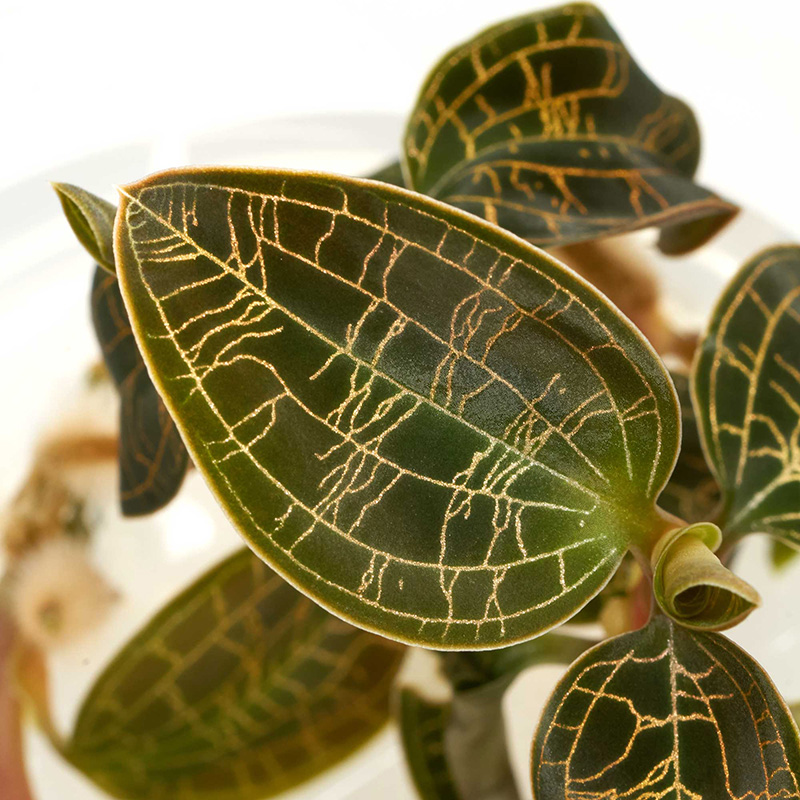 Macodes petola Juwelorchidee online kaufen