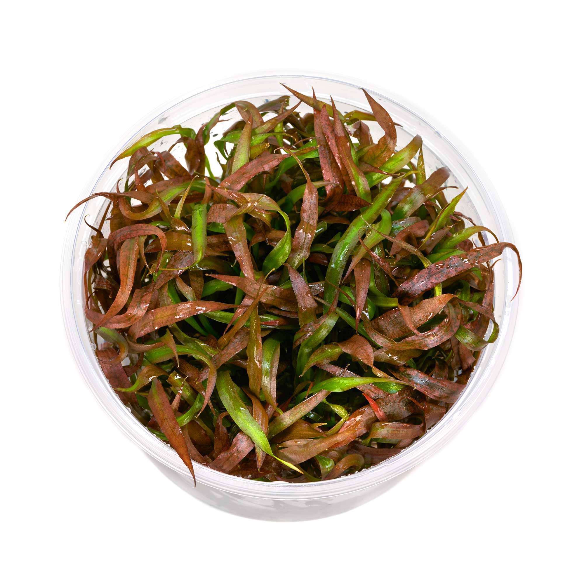 Cryptocoryne spiralis red | spiraliger wasserkelch
