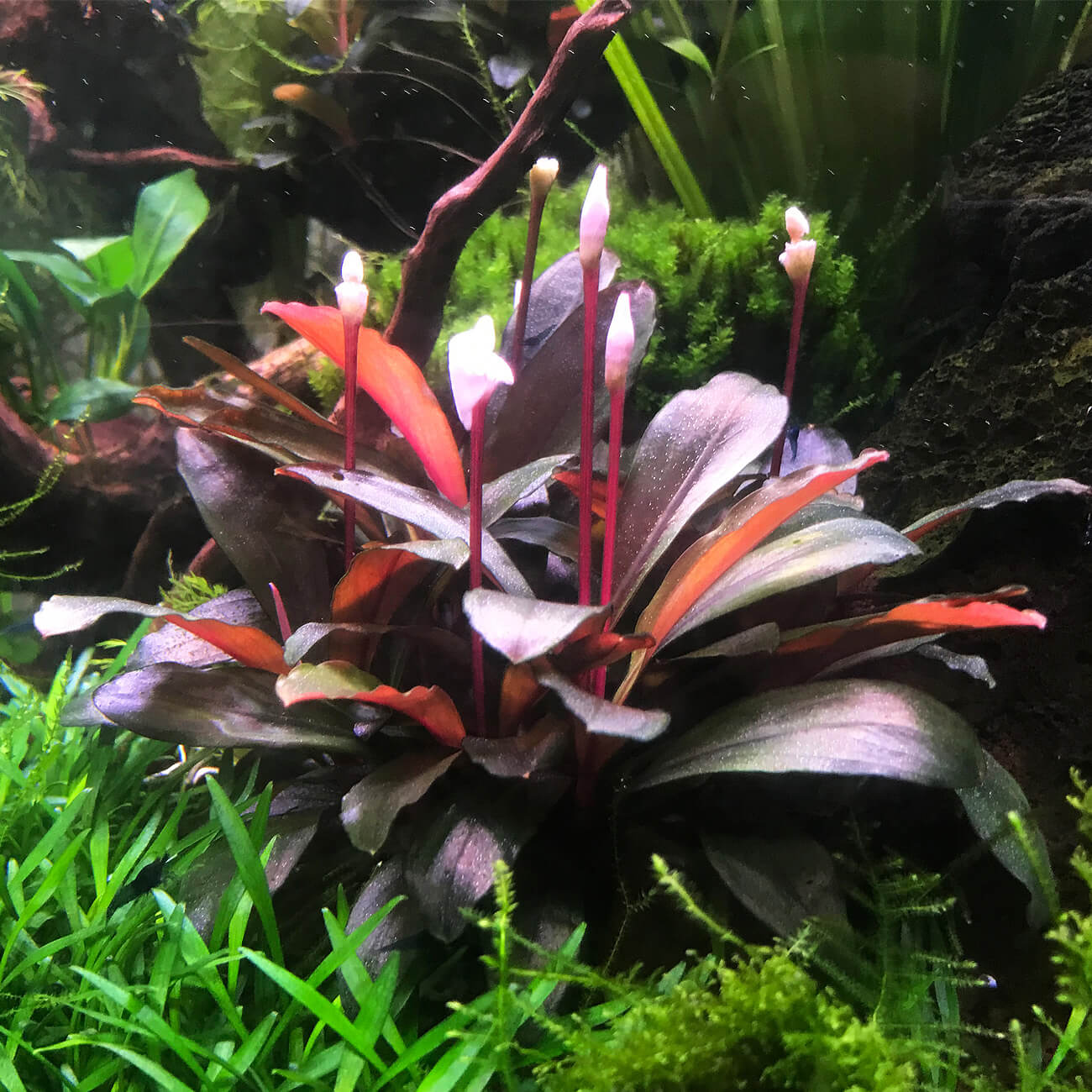 Bucephalandra sp. "Serimbu Brown" unter Wasser blühend