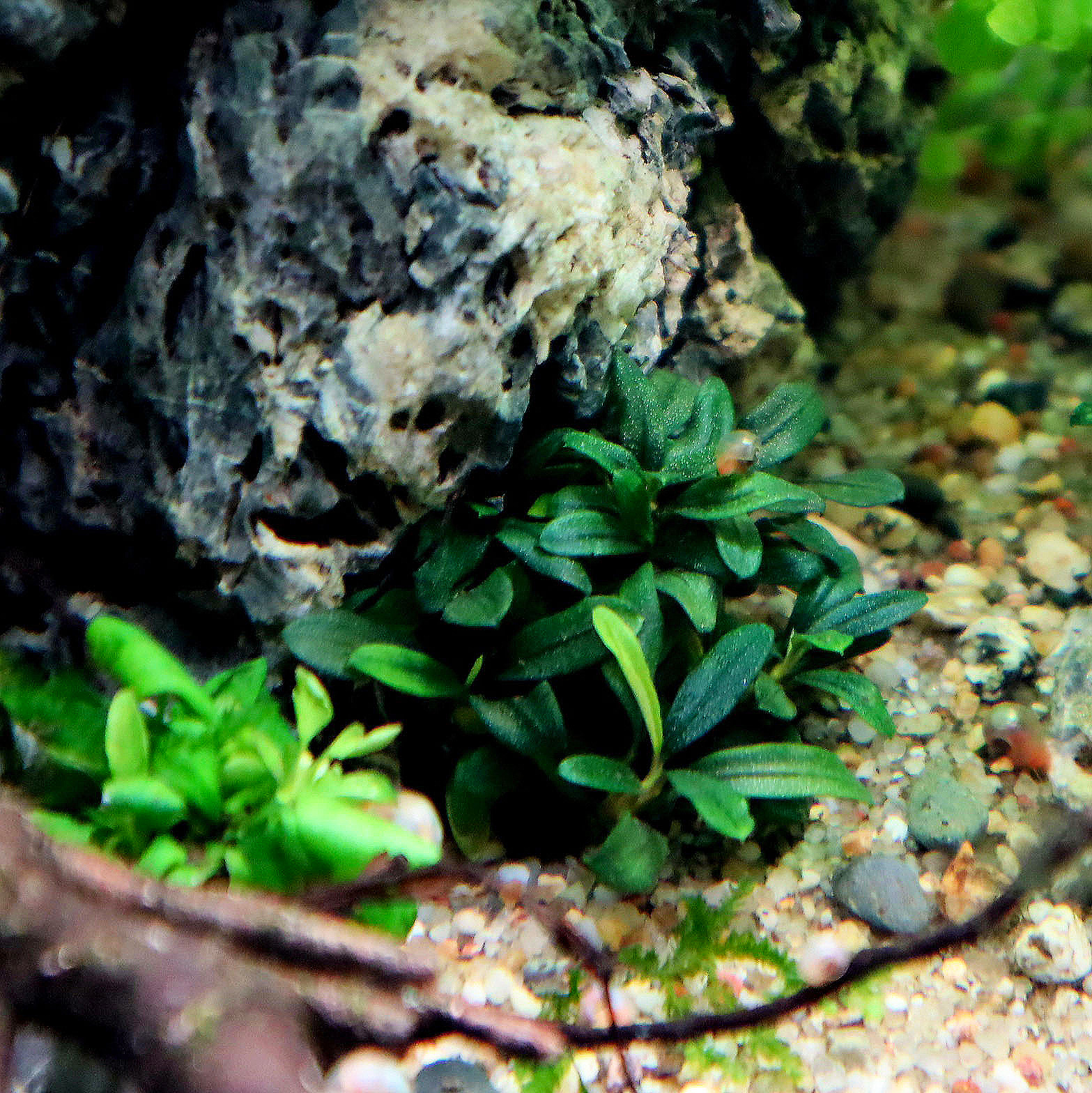 Bucephalandra "Mini Needle Leaf" auf Lavastein