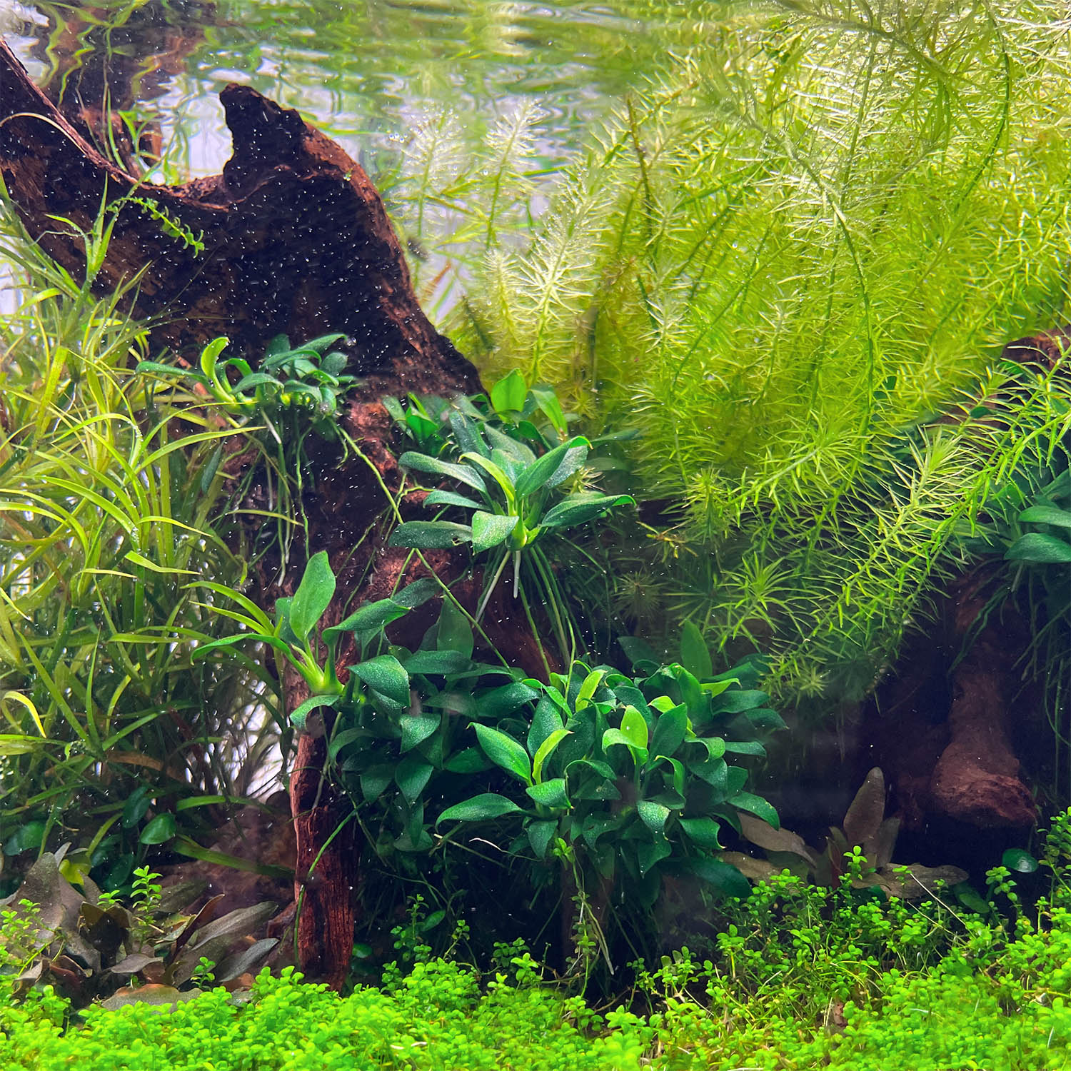 Anubias Pangolino mit Haftwurzeln und typisch derben Blättern
