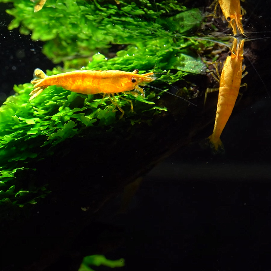 Orange Sakura Neocaridina Garnelen im Aquarium