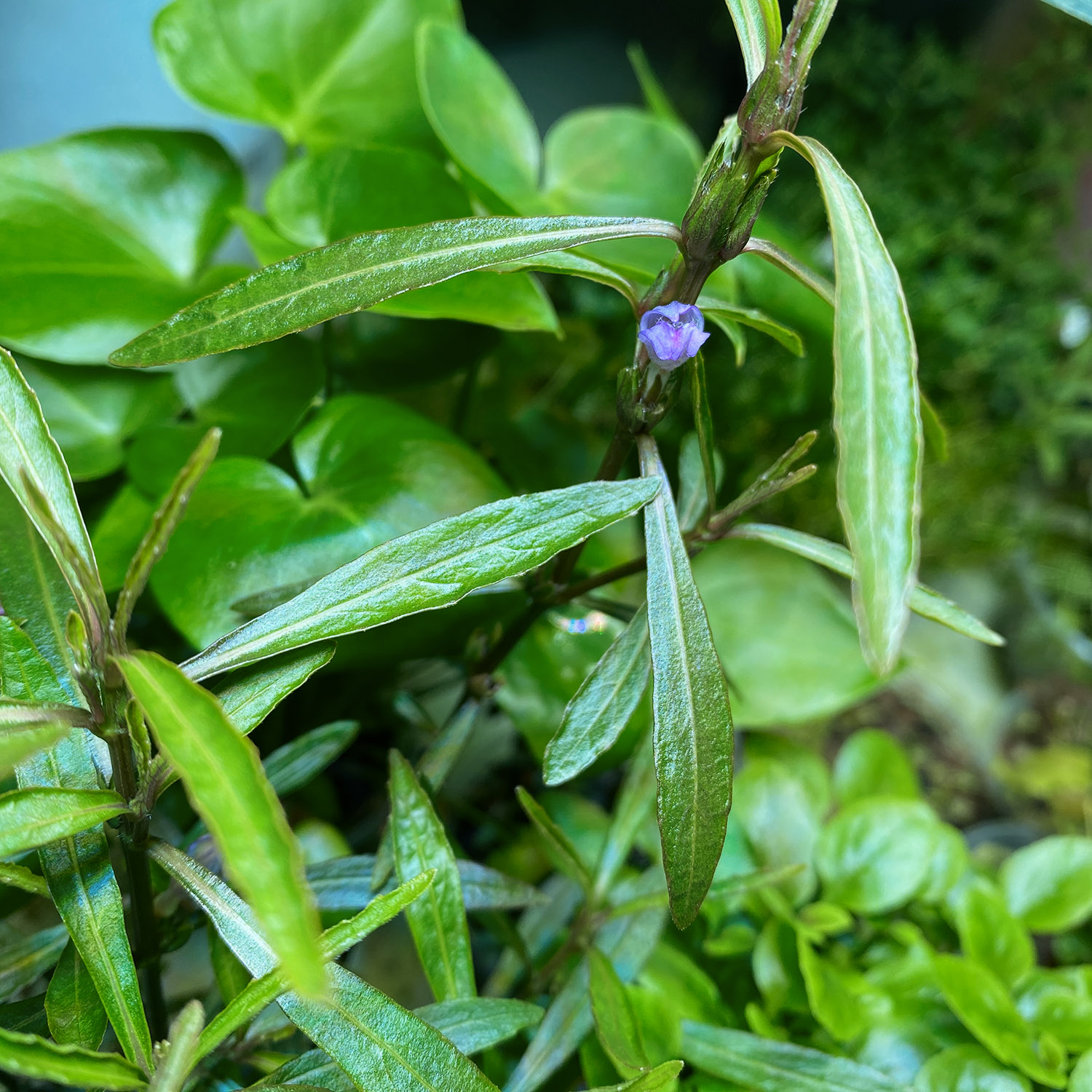 Derbe Blätter mit ausgeprägter Kutikula bei einer emers wachsenden Hygrophila lancea "Araguaia"