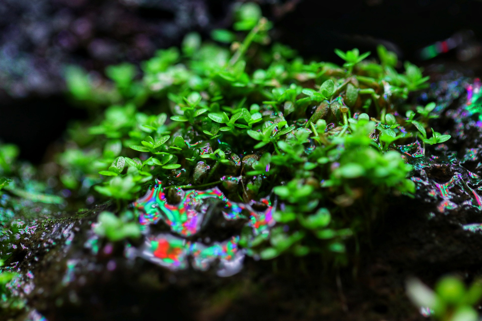 Hemianthus callitrichoides Cuba auf Lavastein