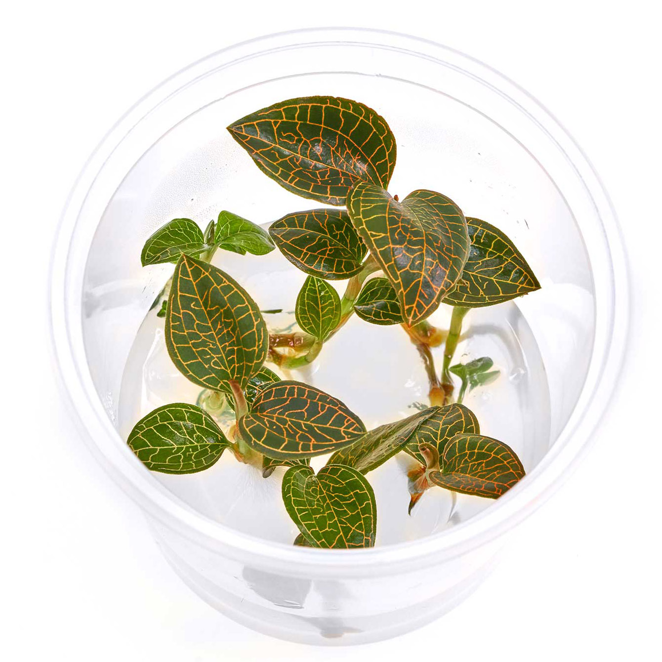 Macodes Anoectochilus roxburghii firebird in vitro