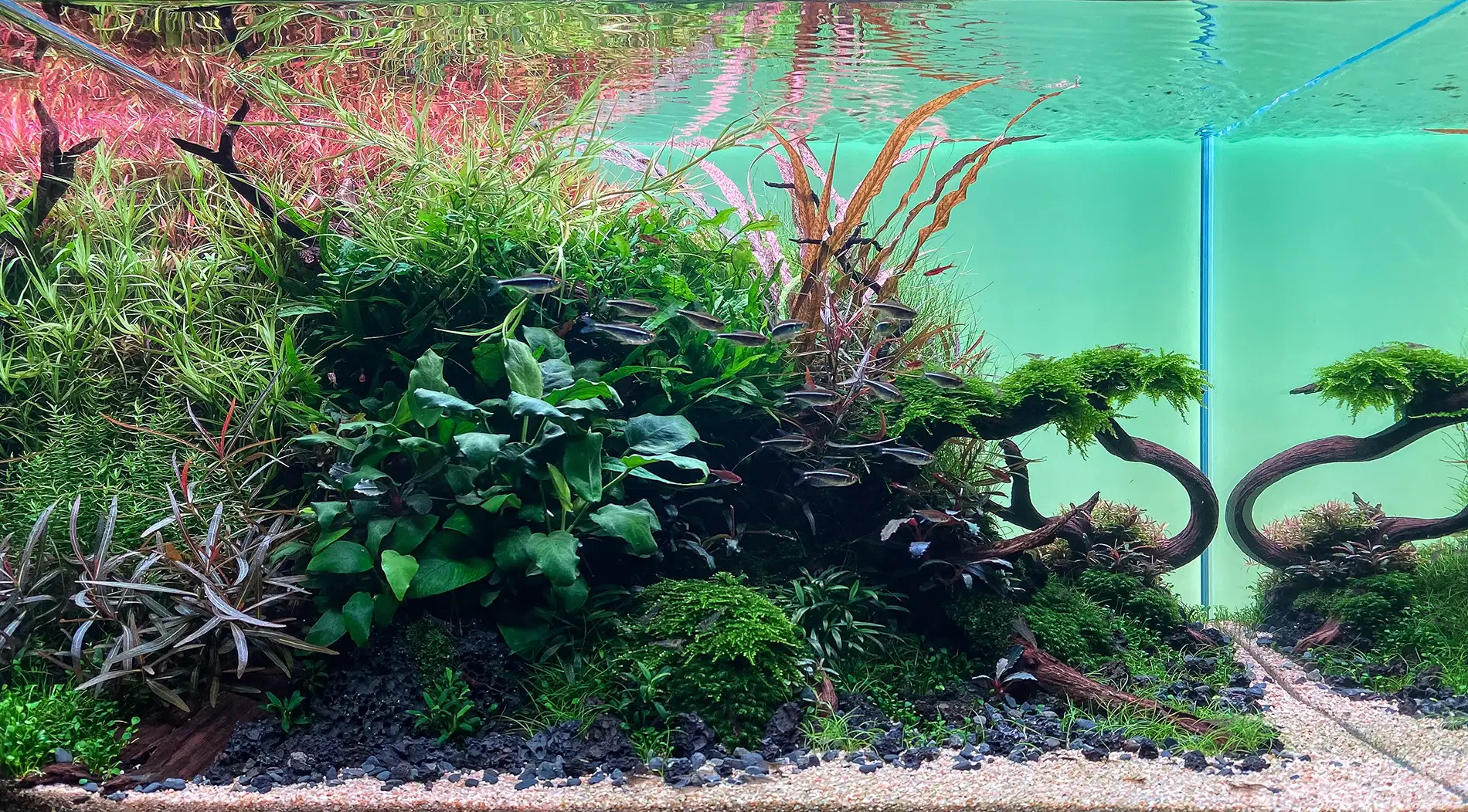 Naturaquarium mit Anubias, Rotala und Marsilea hirsuta eingerichtet - Einrichtungsbeispiel