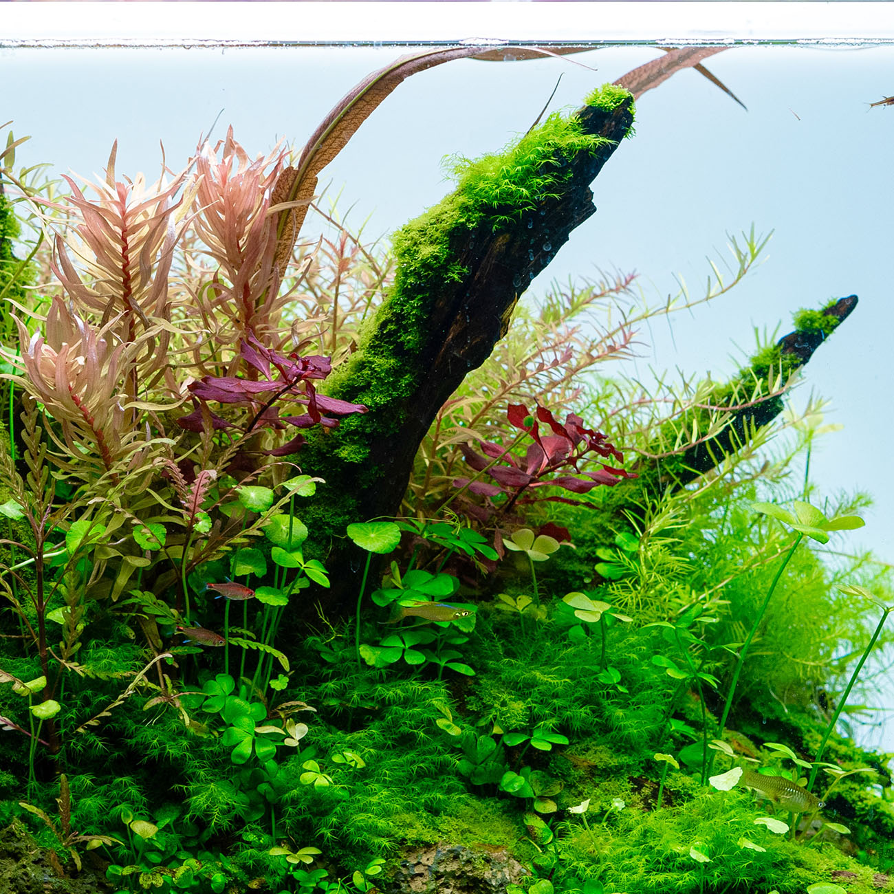 Schnellwachsende Stängelpflanzen im Hintergrund eines Aquariums