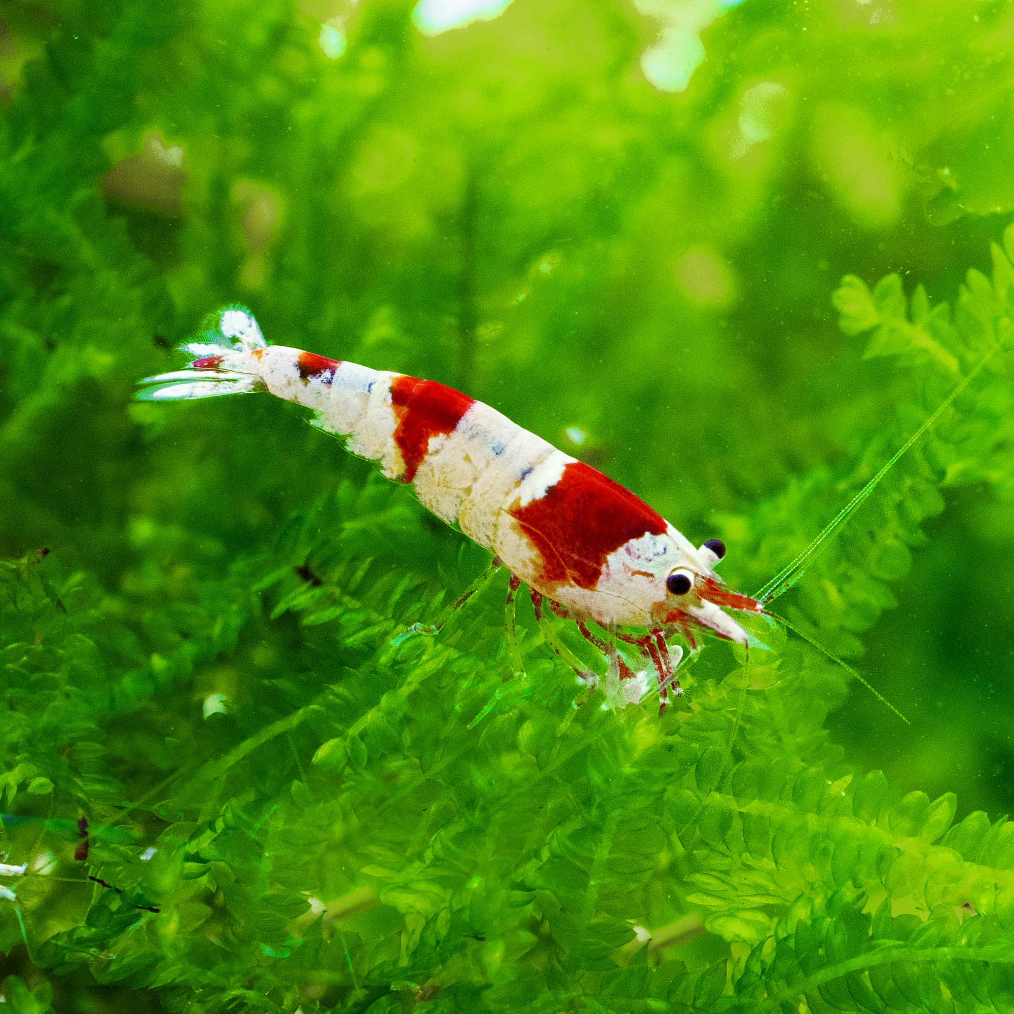 Aquarienmoos in einer Zuchtanlage für Aquarien