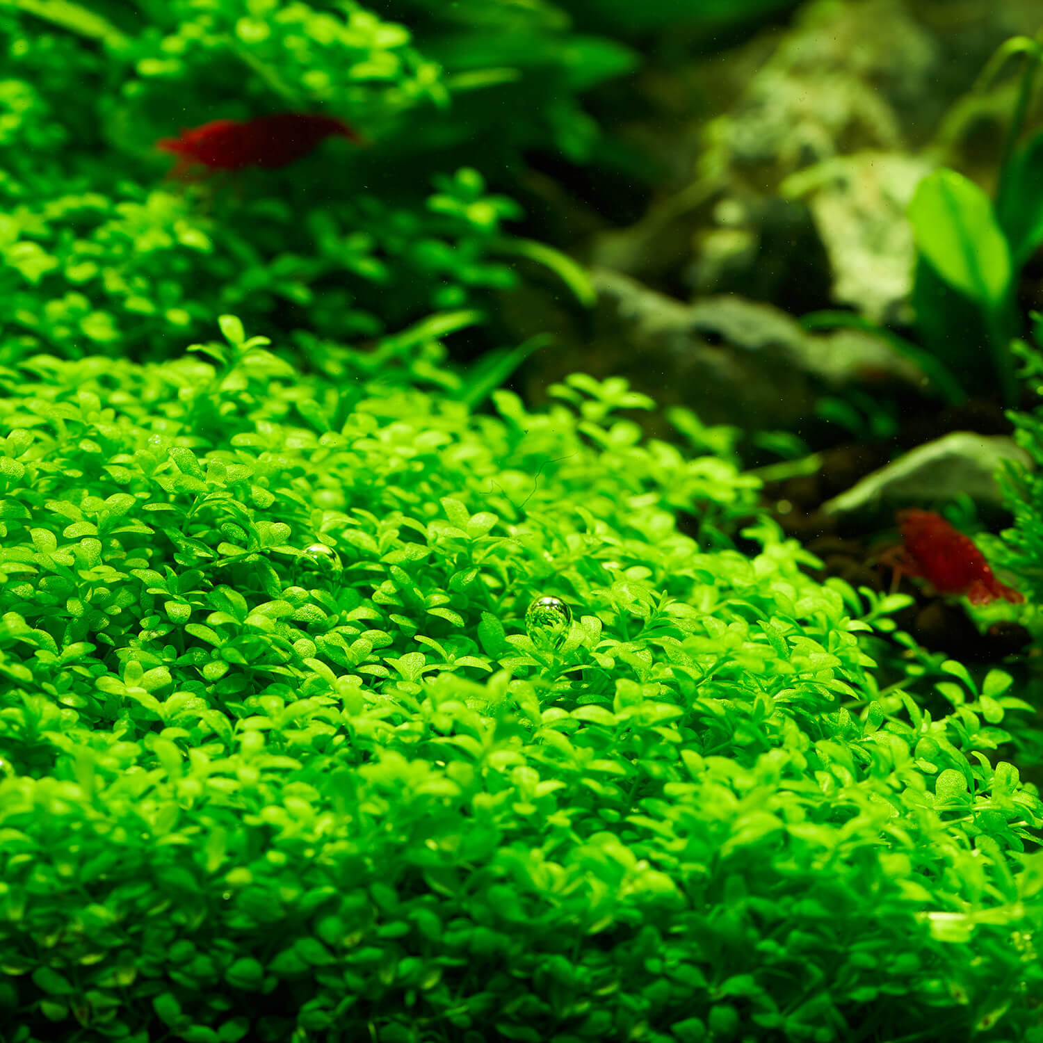 Sauerstoffperlen an Hemianthus Cuba