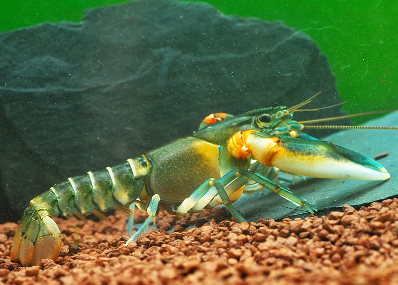 Cherax peknyi Tigerkrebs: Geeignet für Paarhaltung
