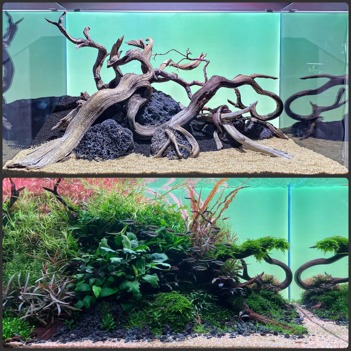 Hardscape 60cm Naturaquarium schwarze Lava und Wurzelholz