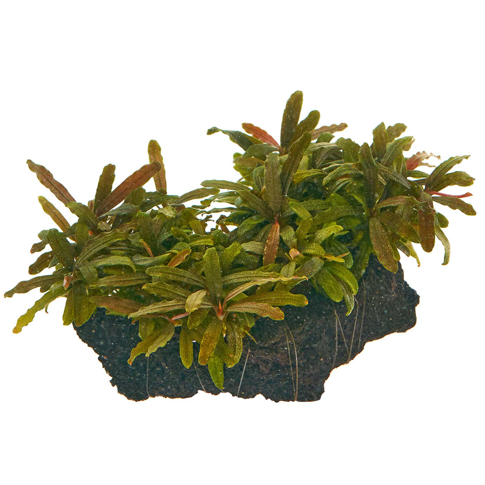 Bucephalandra auf Lavastein wachsend