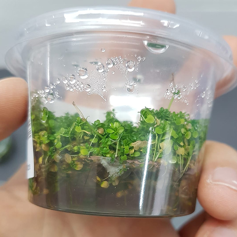 Nährmedium einer in vitro Dose beginnt zu schimmeln