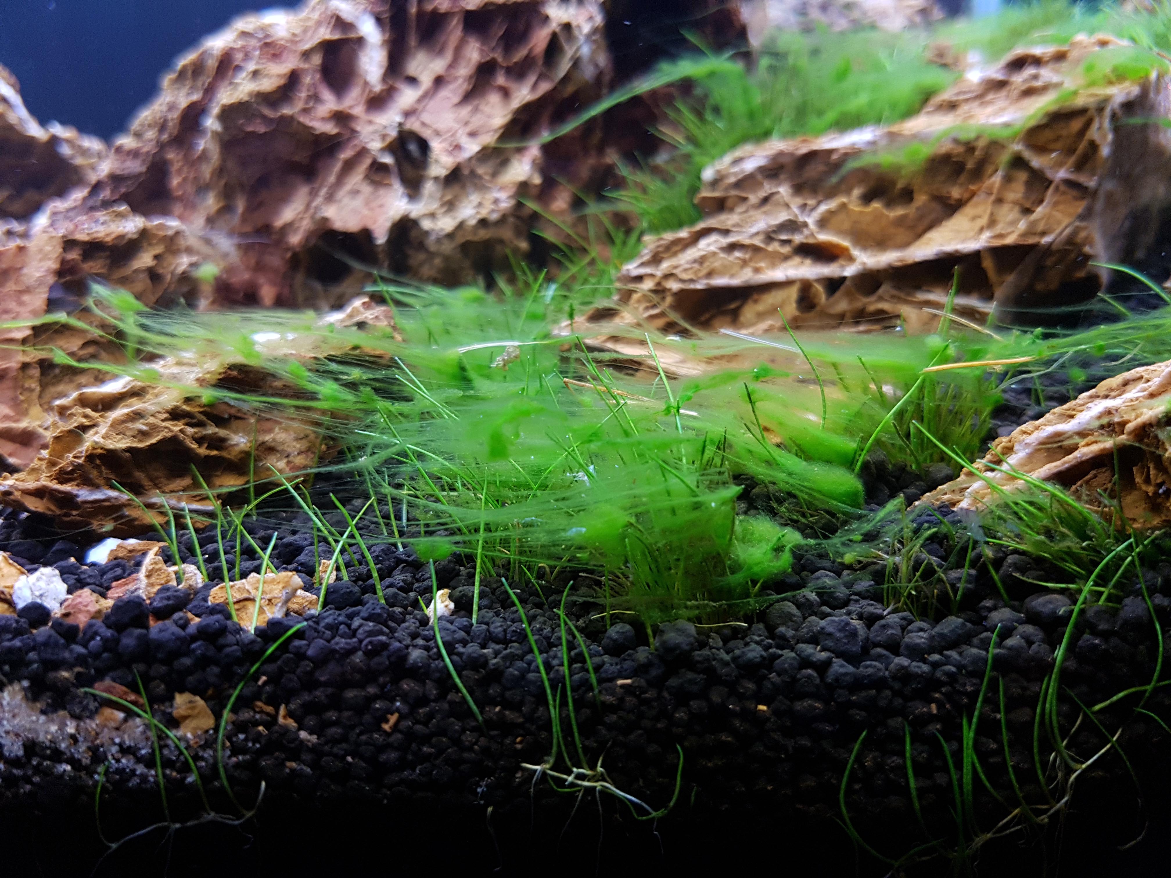 Grüne Fadenalgen auf Aquarienpflanzen