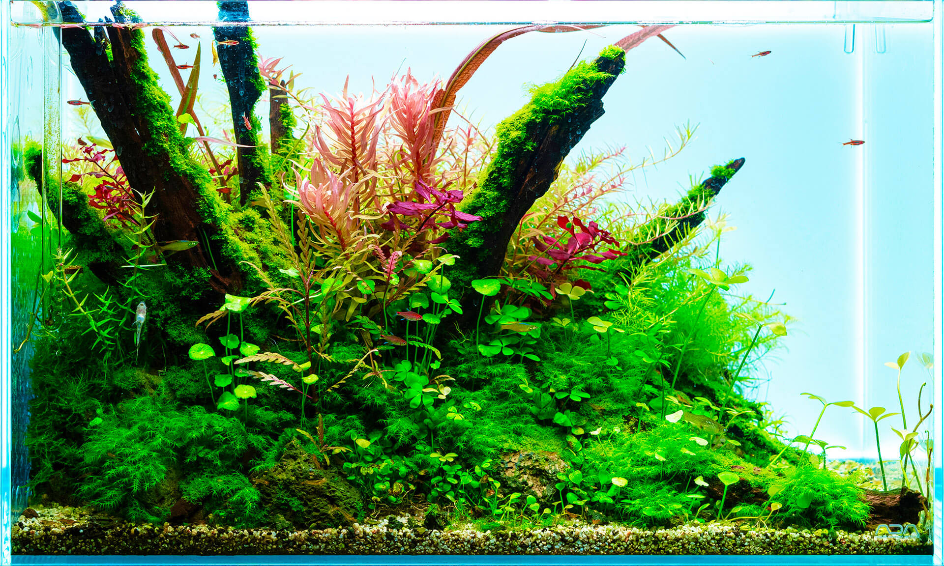 60cm Aquarium