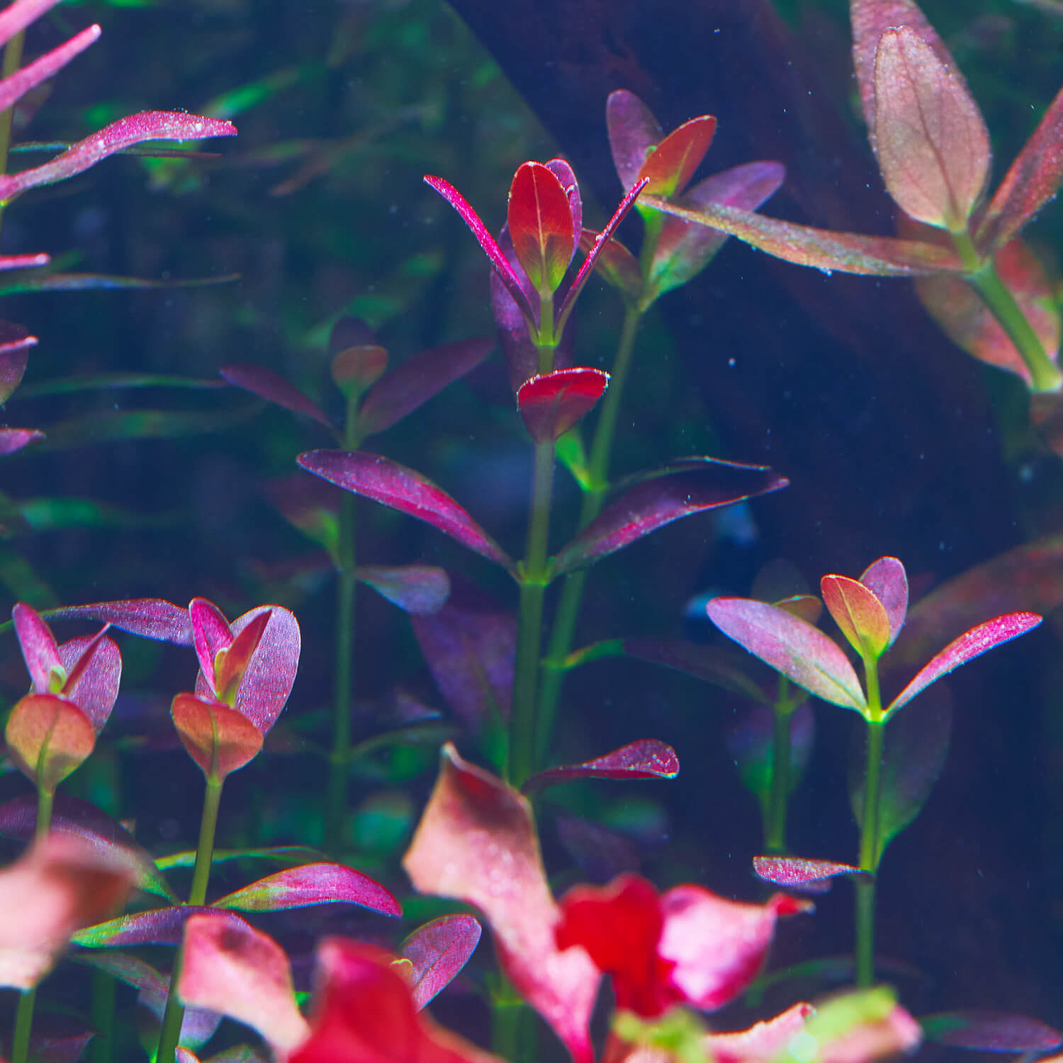 Rotala Florida, eine pink-rote Aquarienpflanze