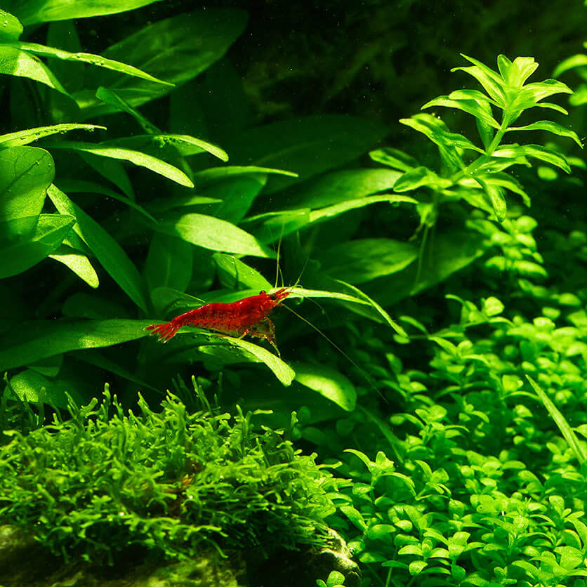 Bloody Mary Garnele sitzt auf Staurogyne repens