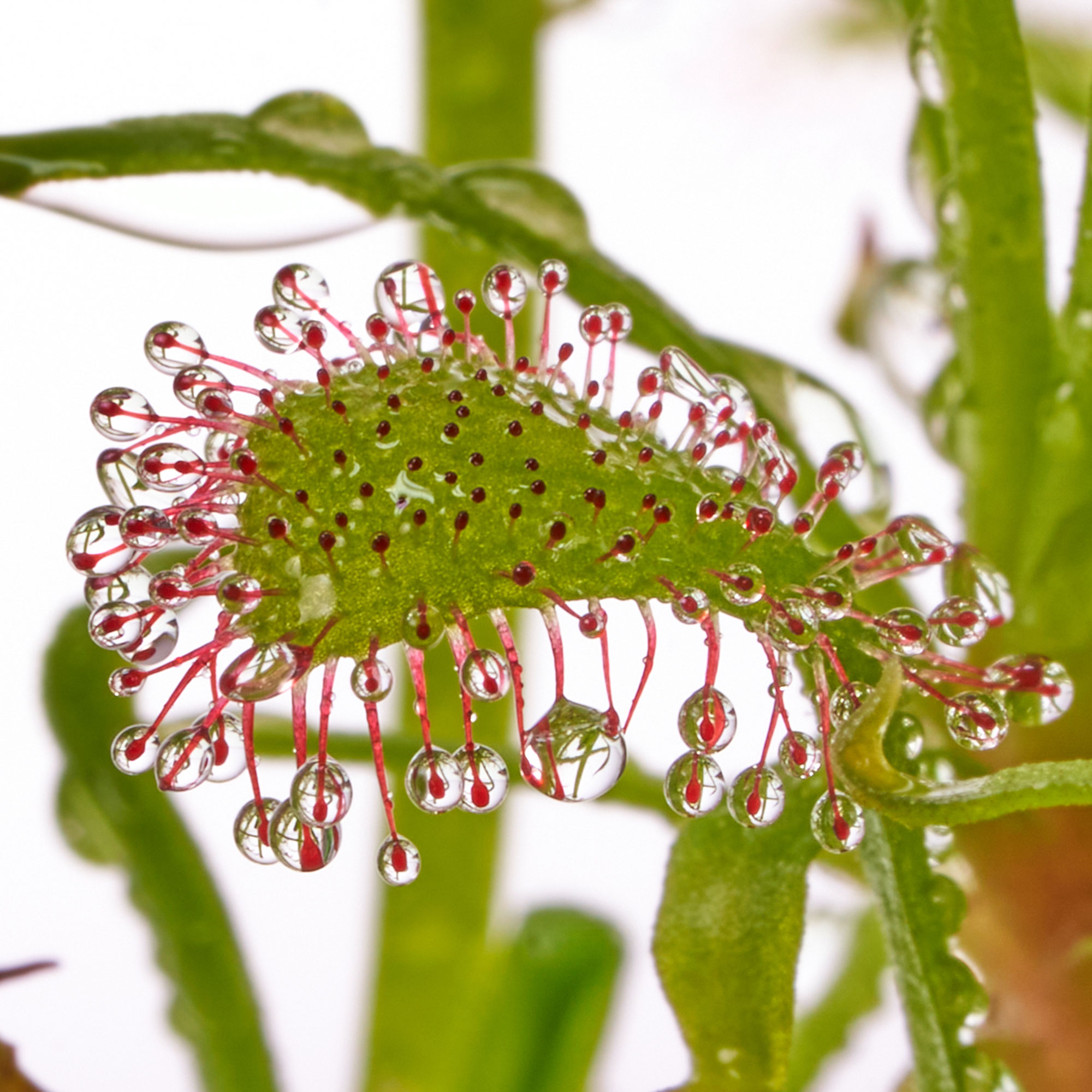 Drosera capensis mit der für Sonnentaue typischen Klebefalle