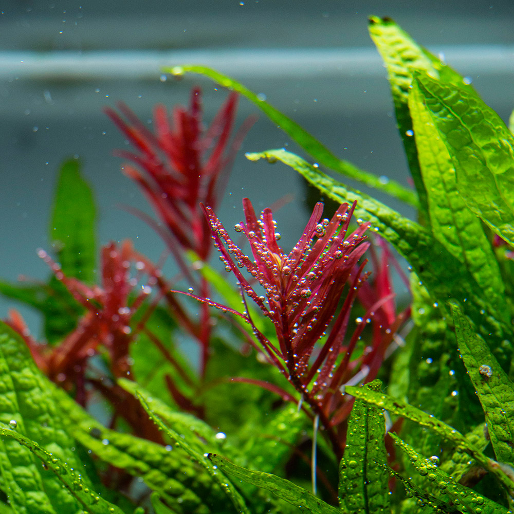 Rotala Staengelpflanze mit Sauerstoffperlen