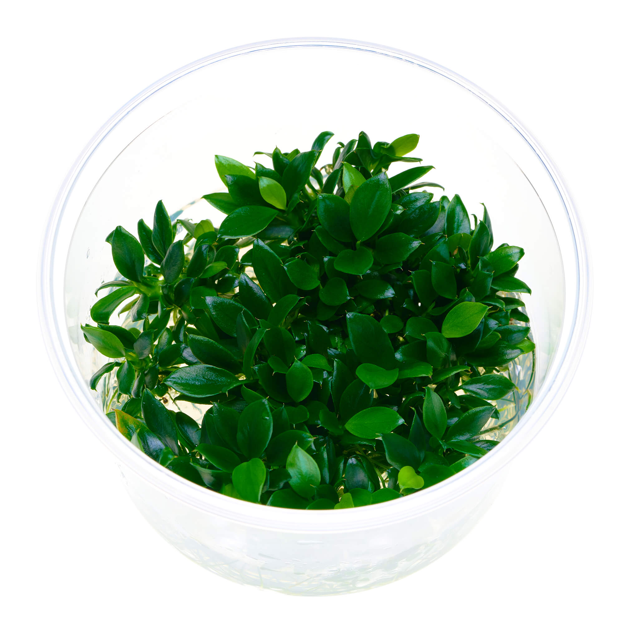nubias barteri var. nana "Pangolino" In-Vitro