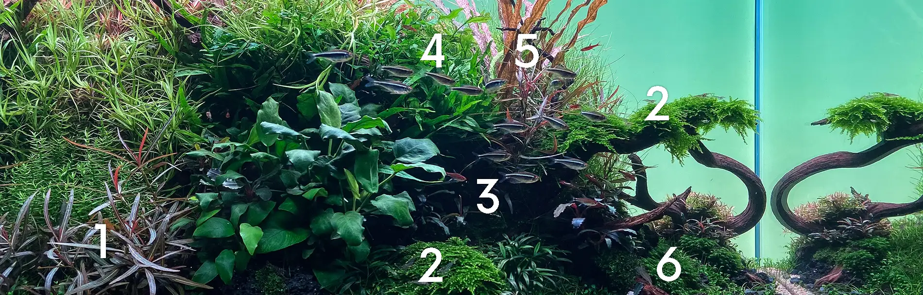 Mittelgrundbepflanzung in einem Naturaquarium
