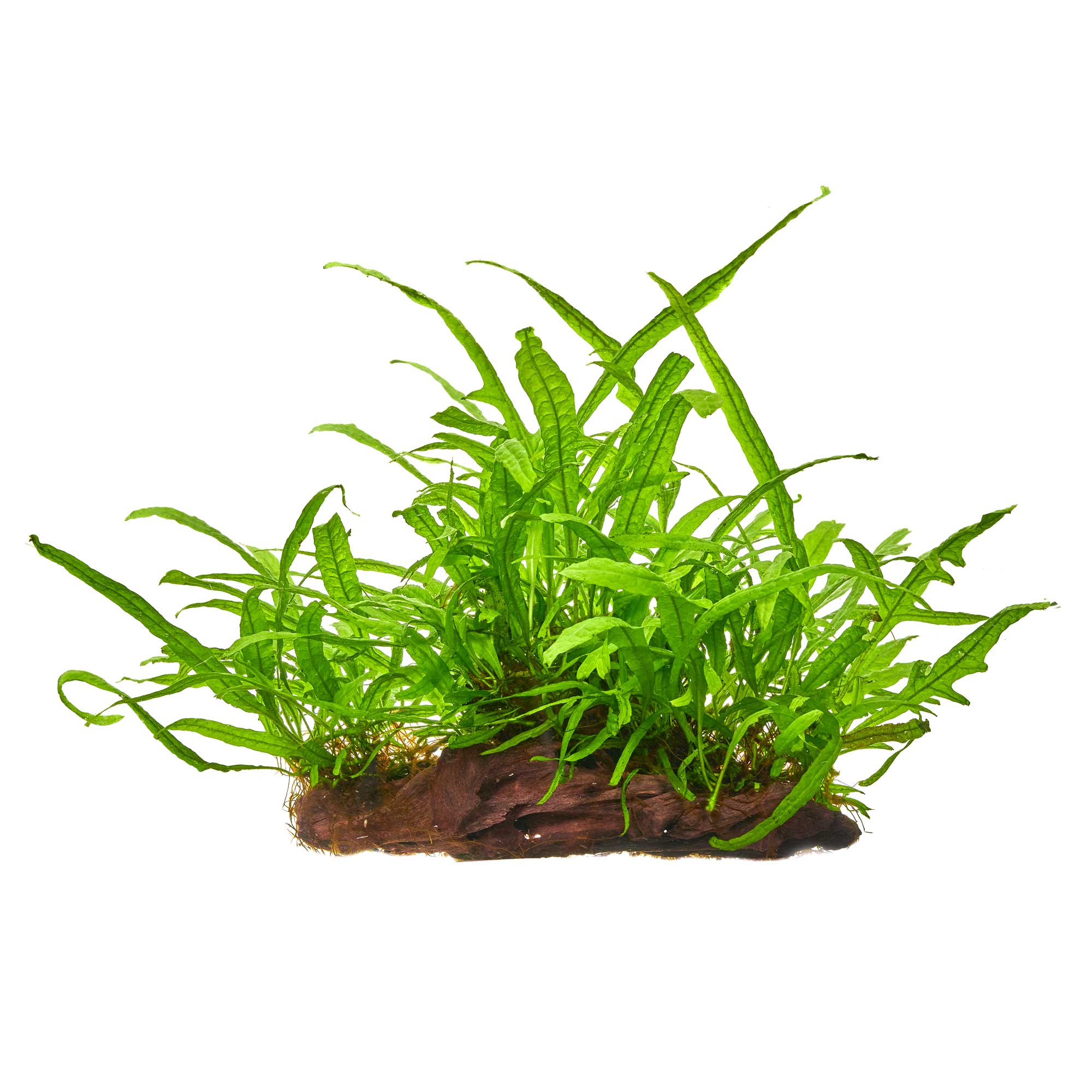 Microsorum pteropus Trident