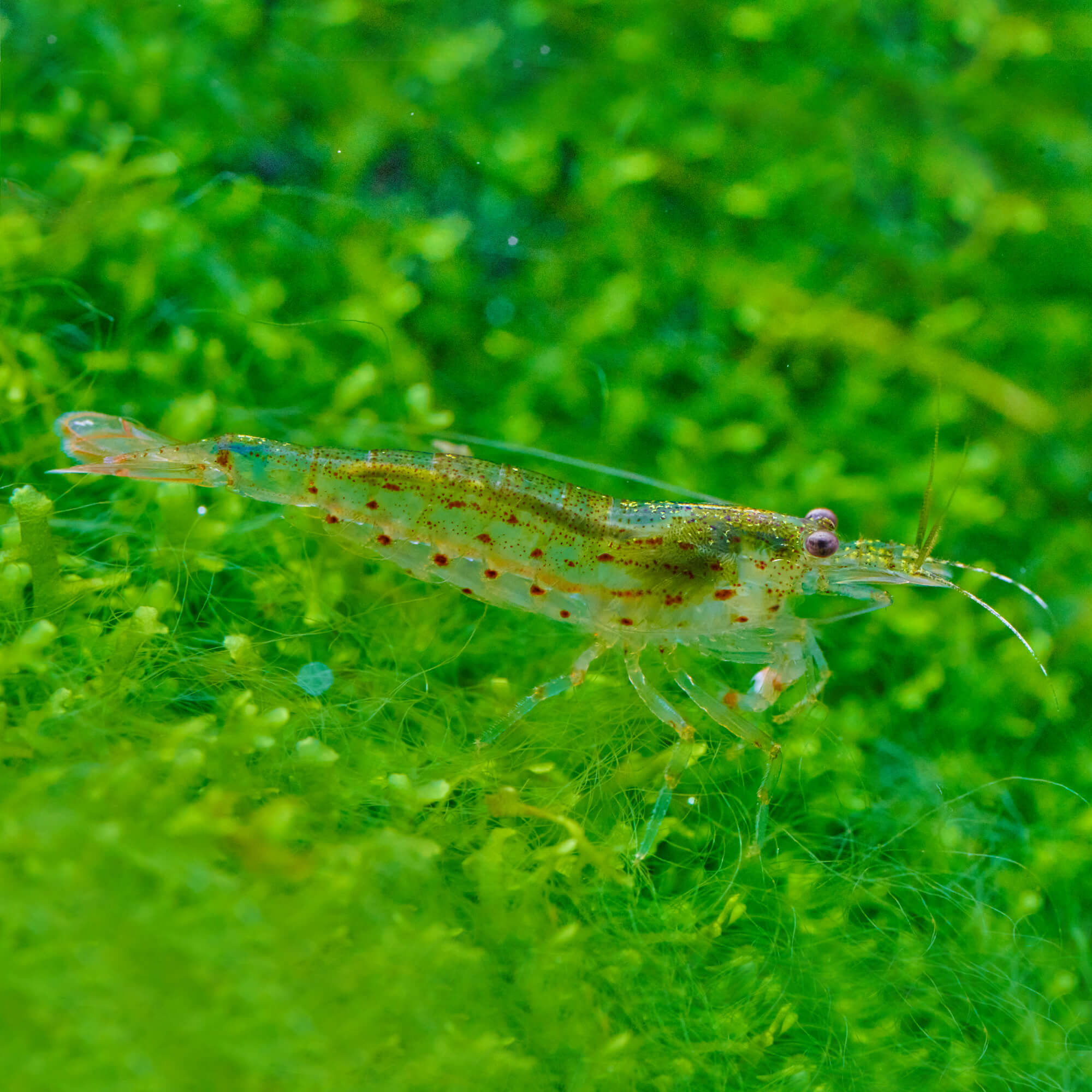 Amangarnele Caridina multidentata Fadenalgen fressen