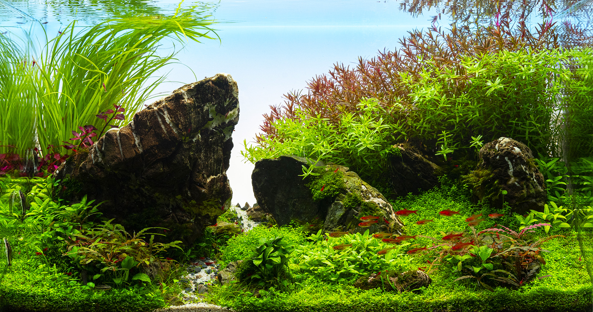 Beachpath, 60Liter Aquairum mit verschiedenen Aquarium Pflanzen Arten
