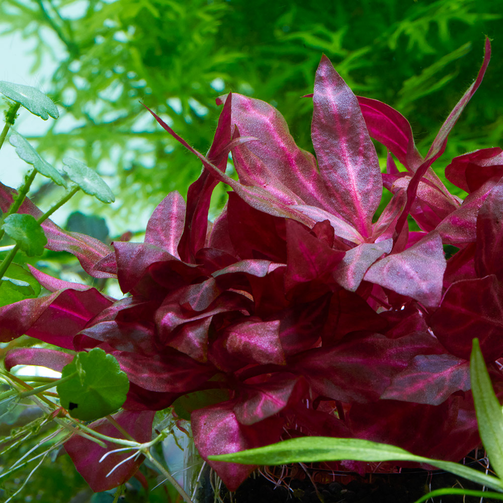 Alternanthera reinecki Rosanervig Pinke Aquarienpflanze