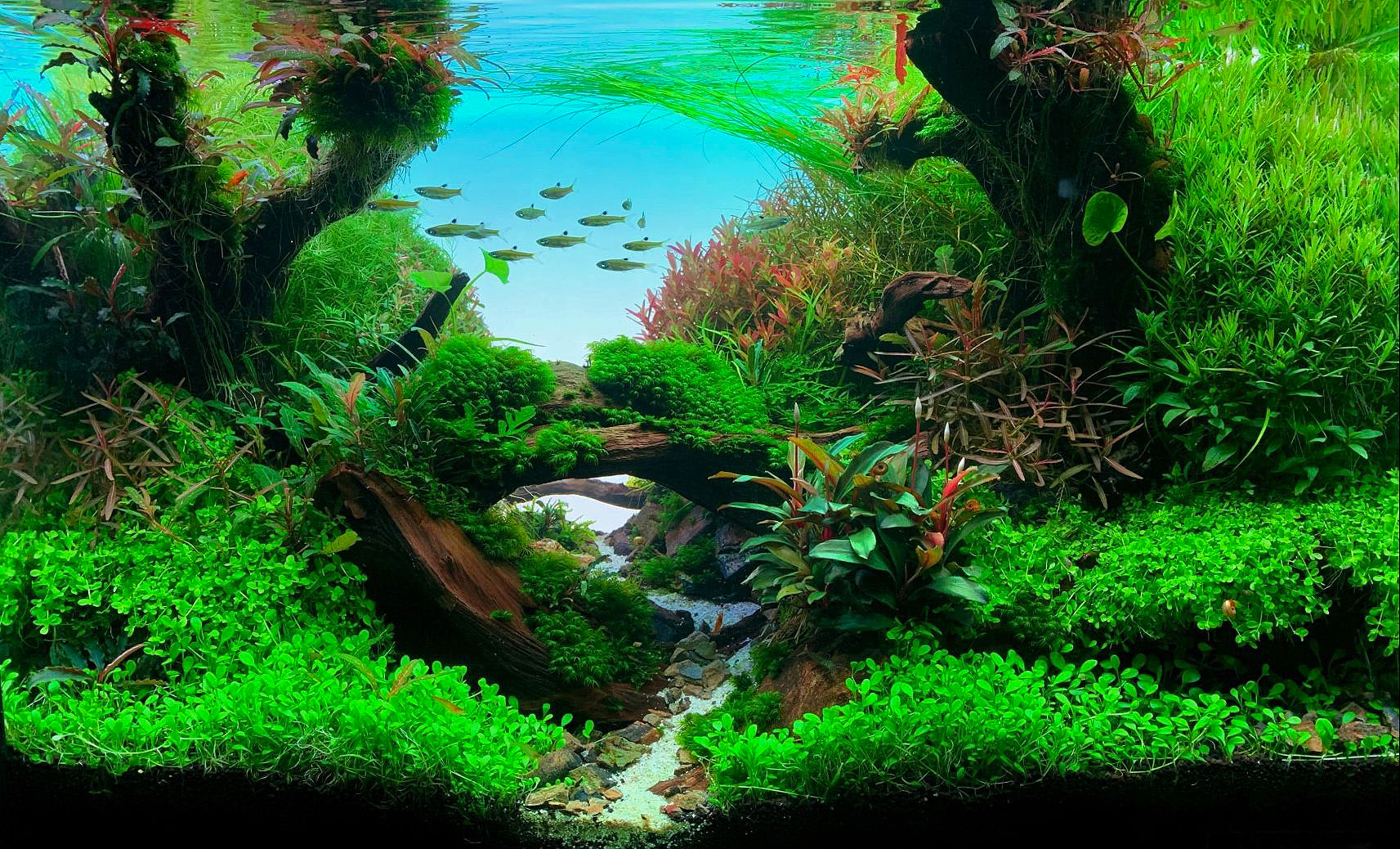 Diorama Nature Style Aquarium Einrichtungsbeispiel