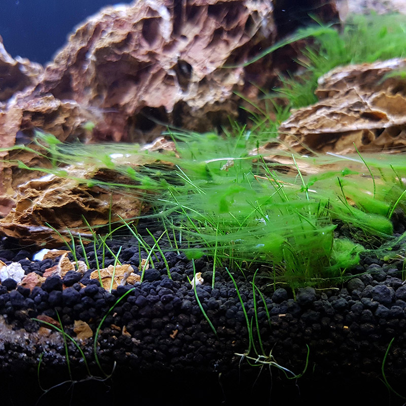 Fadenalgen an Eleocharis Mini, infolge eines Stickstoffmangels