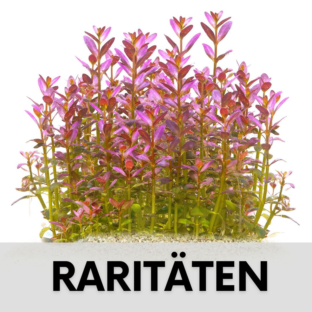 Seltene Aquarienpflanzen und Raritaeten
