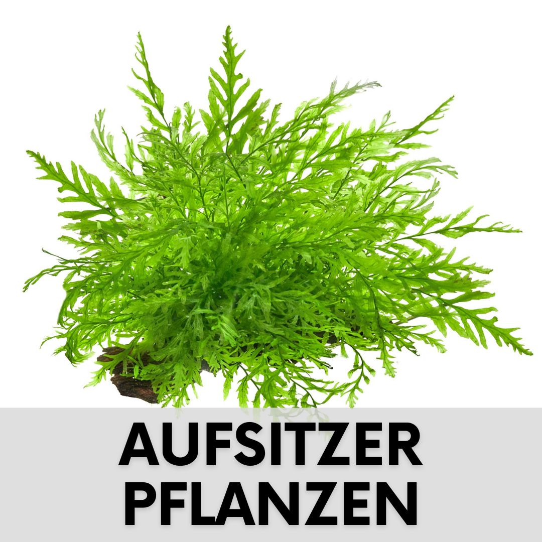 Aquarium Aufsitzerpflanzen kaufen