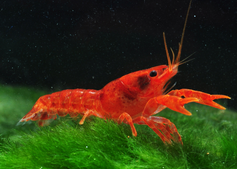 Cambarellus Zwergkrebs Nano Aquarium