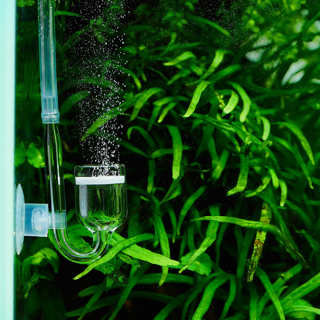 Co2 Diffusor in einem Aquarium mit Aquarium pflanzen