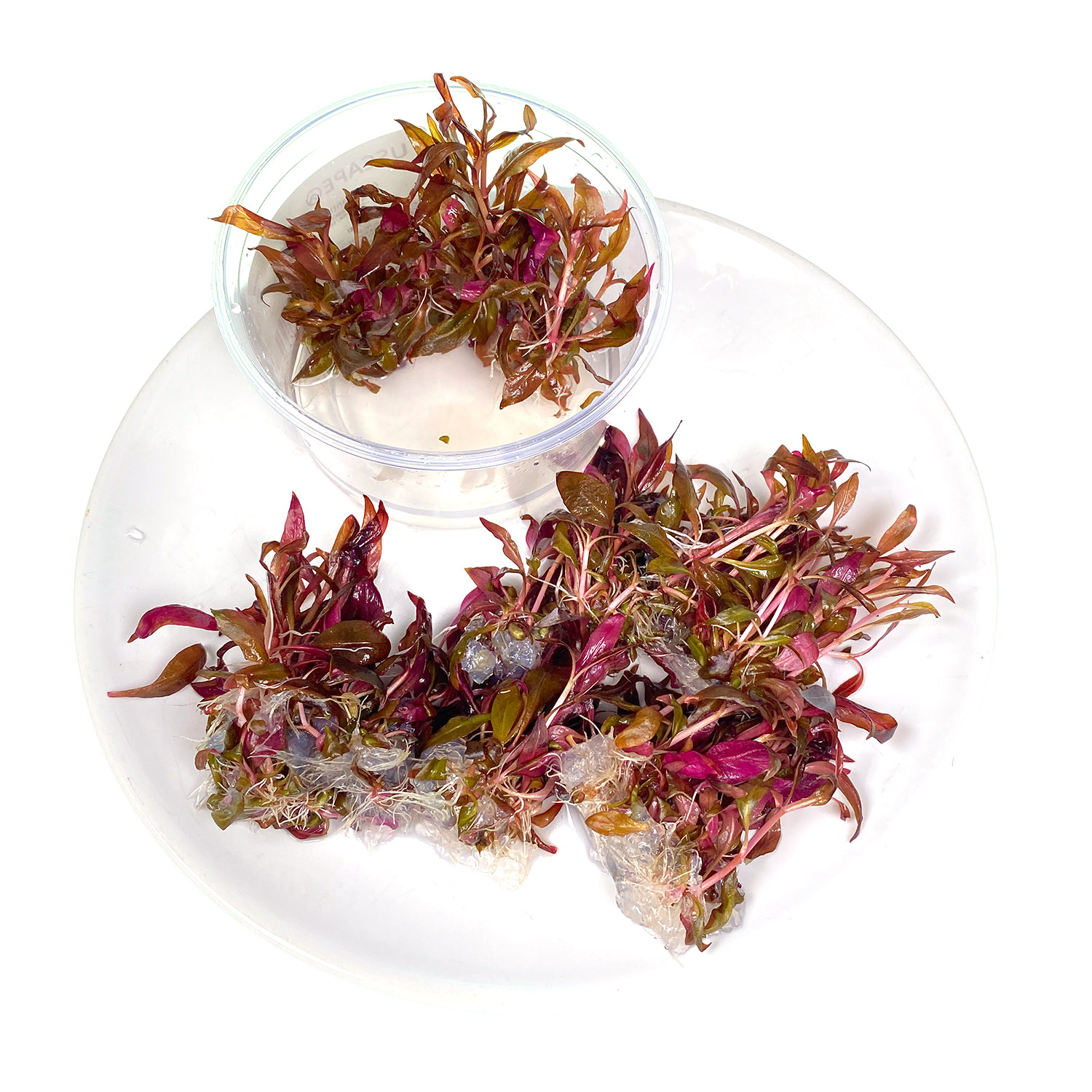 Alternanthera reinecki aus in vitro Zucht vorbereiten zum einpflanzen
