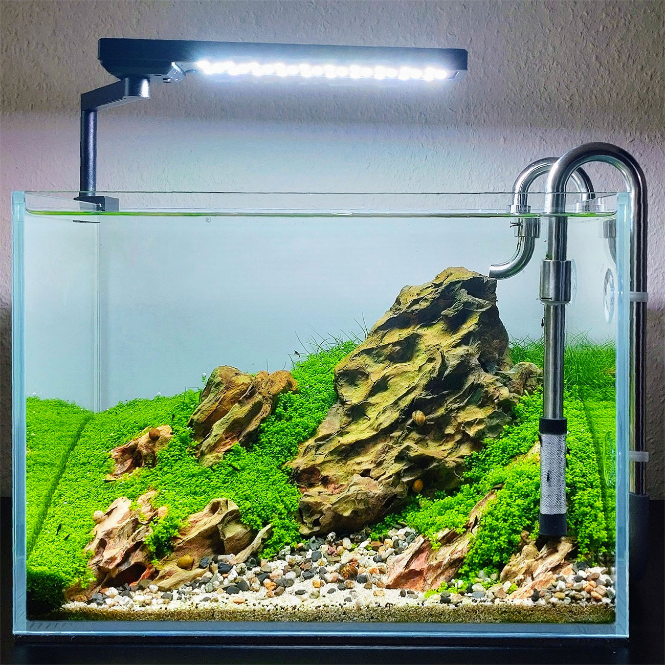 Ein Nano Aquarium mit Hemianthus callitrichoides Cuba als Bodendecker