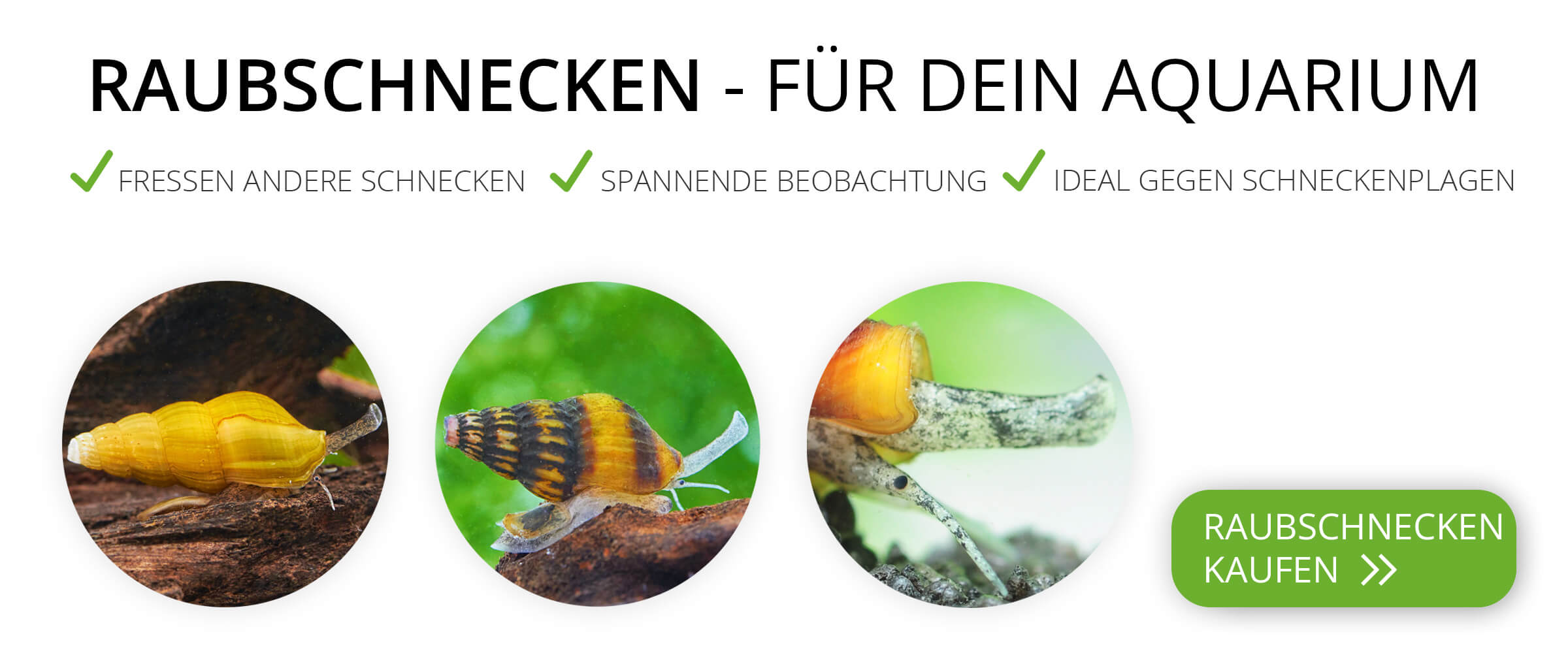 Banner mit Raubschnecken für das Aquarium