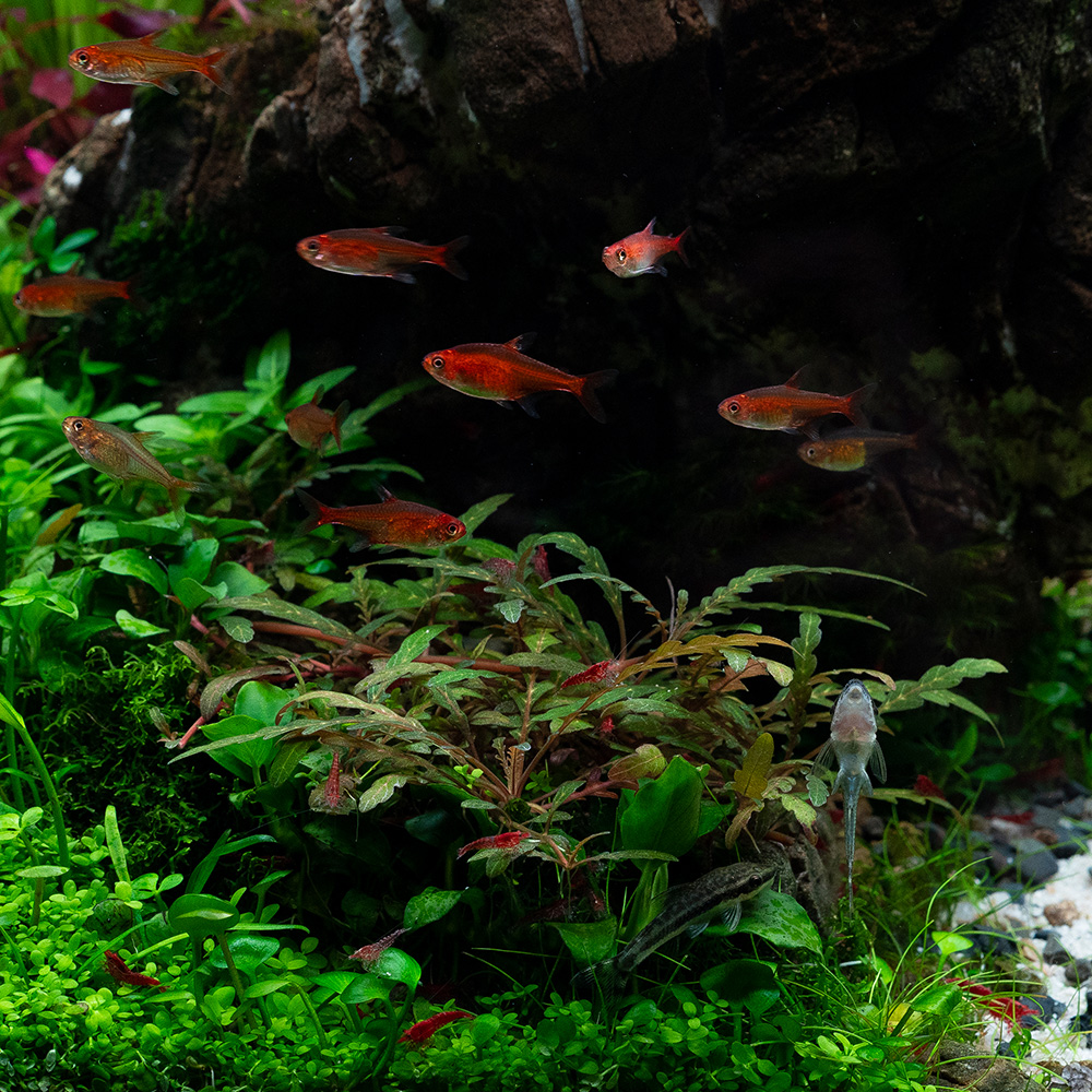 Hygrophila pinnatifida als Aufsitzerpflanze im Aquarium