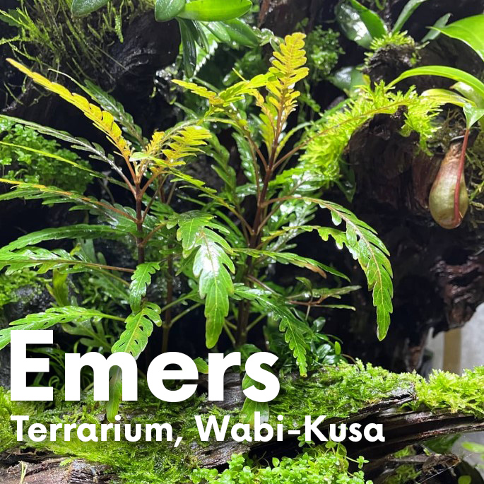 Hygrophila pinnatifida emers im Terrarium