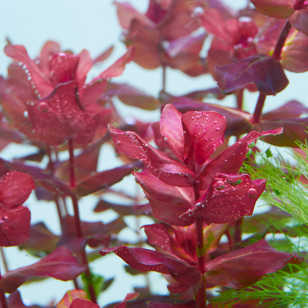 Rotala macrandra unter einer starken aquarienbeleuchtung
