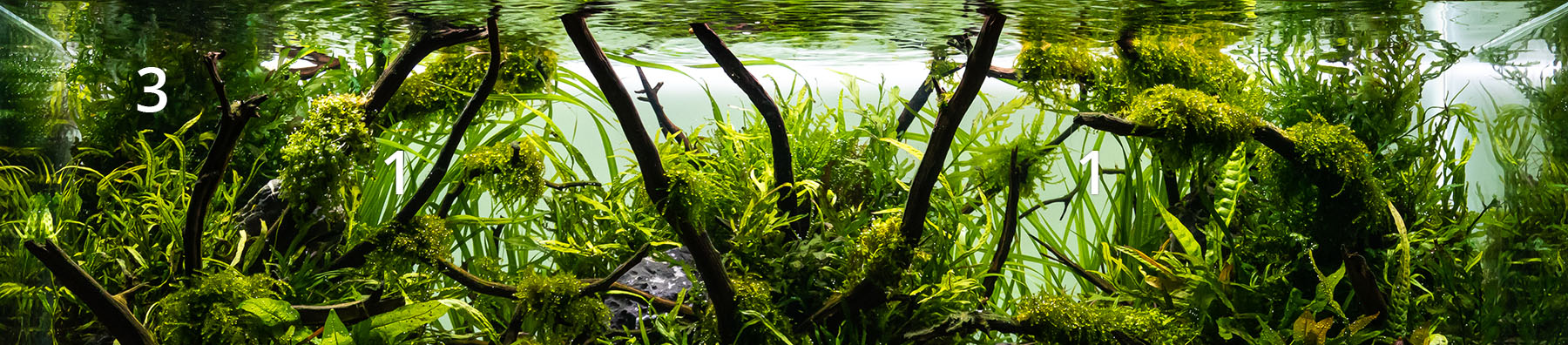 Bepflanzung Aquarium Hintergrund