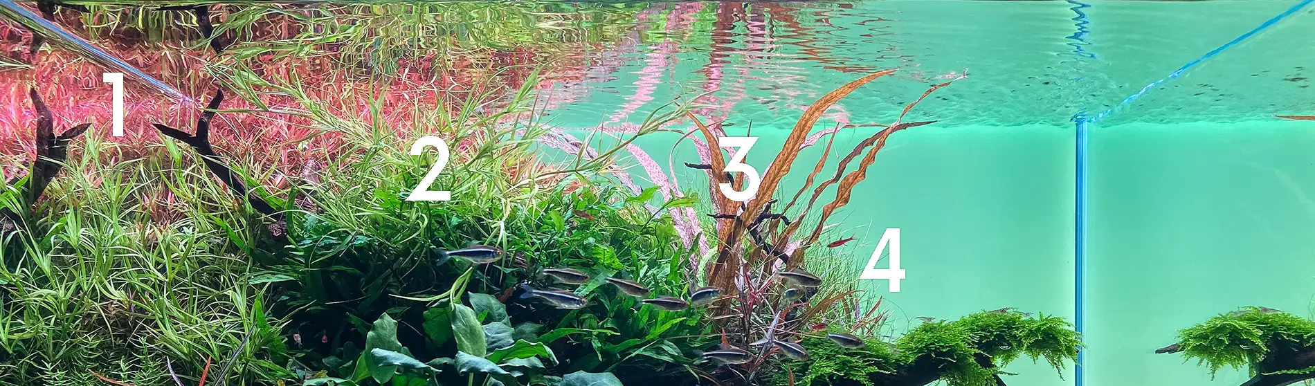 Hintergrundbepflanzung eines Naturaquariums